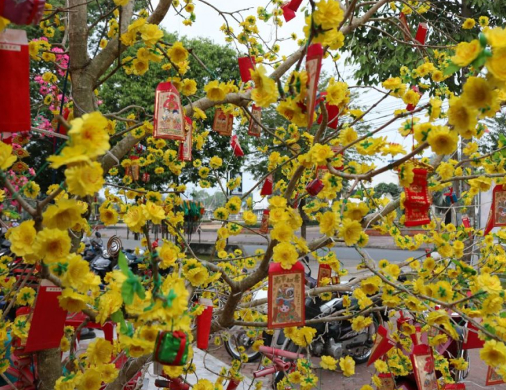 Mai vàng đầu ngõ